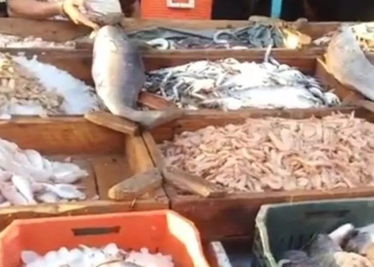 ارتفاع سعر السمك البلطى والبورى اليوم 9 مايو بالأسواق 1 338000778 1264280344223143 2770663109906111766 n 138