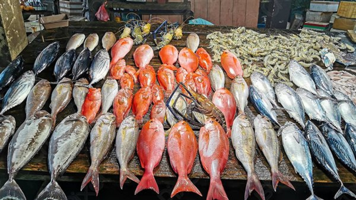 سعر السمك فى مصر اليوم 12 يونيو مع قرب عيد الأضحى 3 سعر السمك فى مصر اليوم