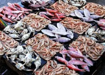 سعر السمك اليوم الأربعاء 3 مايو السردين بـ75 جنيه