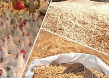 سعر الدواجن اليوم