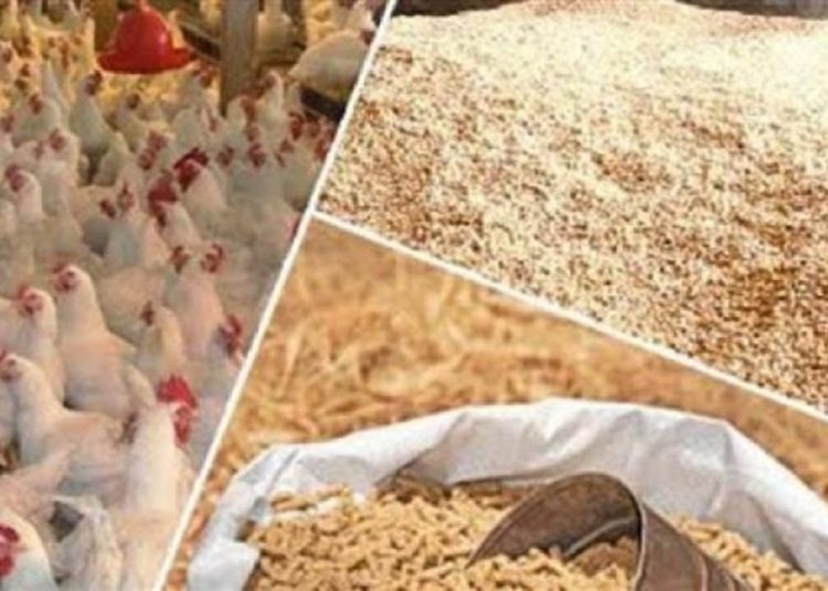 خلى الغلابة تاكل أسعار الدواجن اليوم 22 مايو بعد تراجع ثمن العلف 3600 جنيه 1 سعر الدواجن اليوم