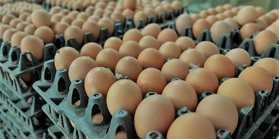 lot of eggs product on selection process from farm.