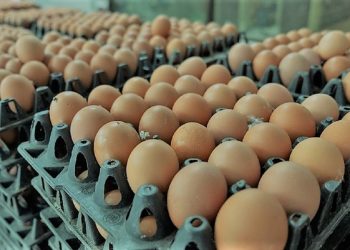 lot of eggs product on selection process from farm.