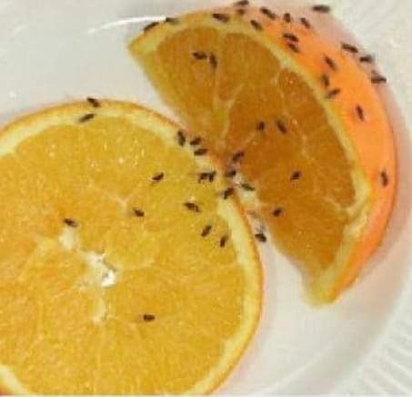 تخلصي من الهاموش المزعج بهذه المكونات السحرية من منزلك 4 hamosh