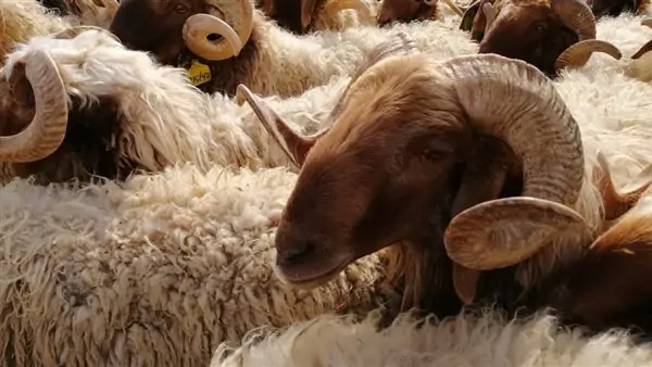 مفاجأة عدد أيام إجازة عيد الأضحى للمصالح الحكومية والبنوك 2023 3 عدد أيام إجازة عيد الأضحى