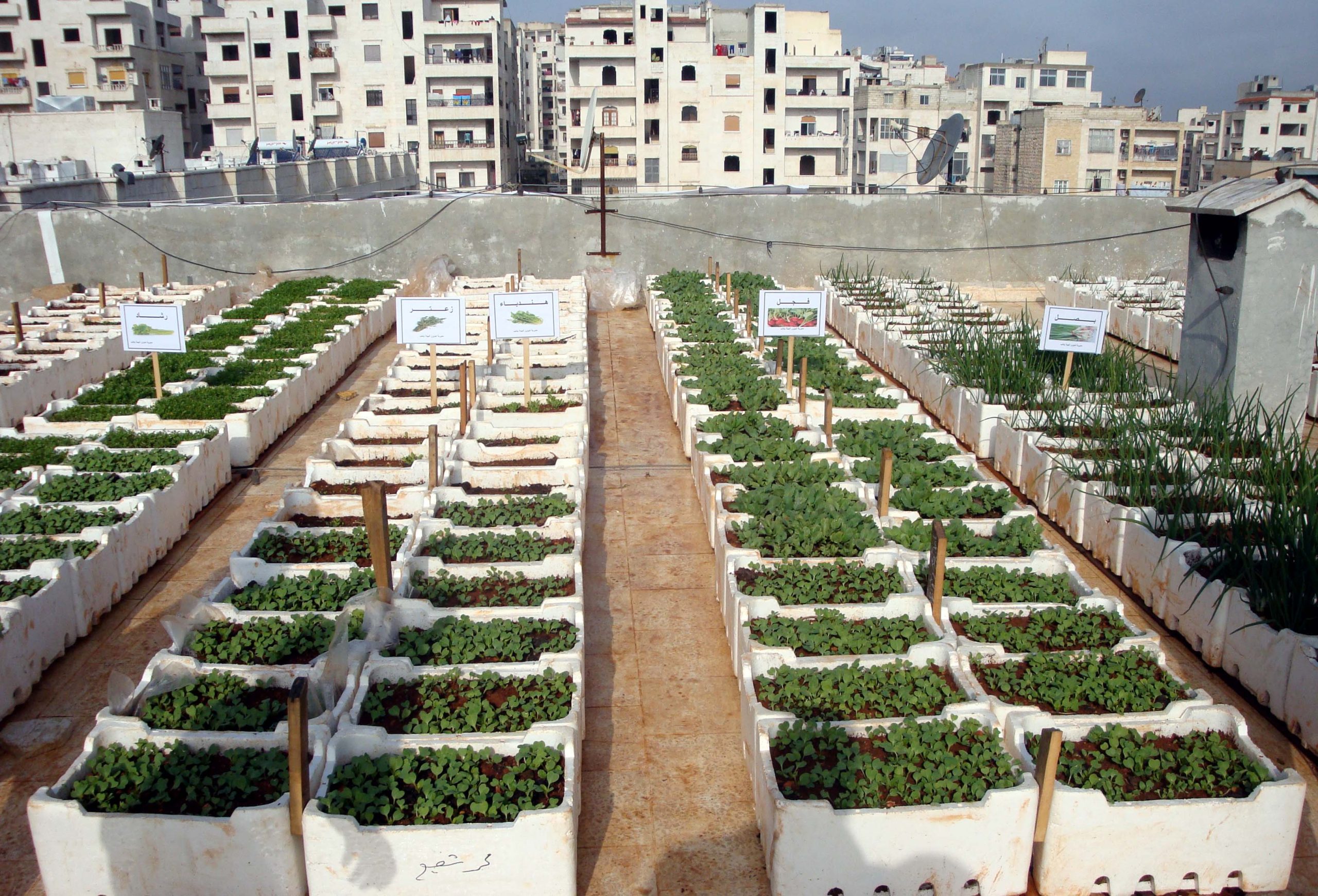زراعة الأسطح مشروع المستقبل 2023 5 زراعة الأسطح