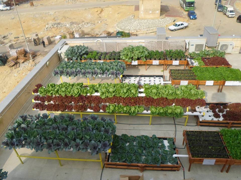 زراعة الأسطح مشروع المستقبل 2023 3 زراعة الأسطح
