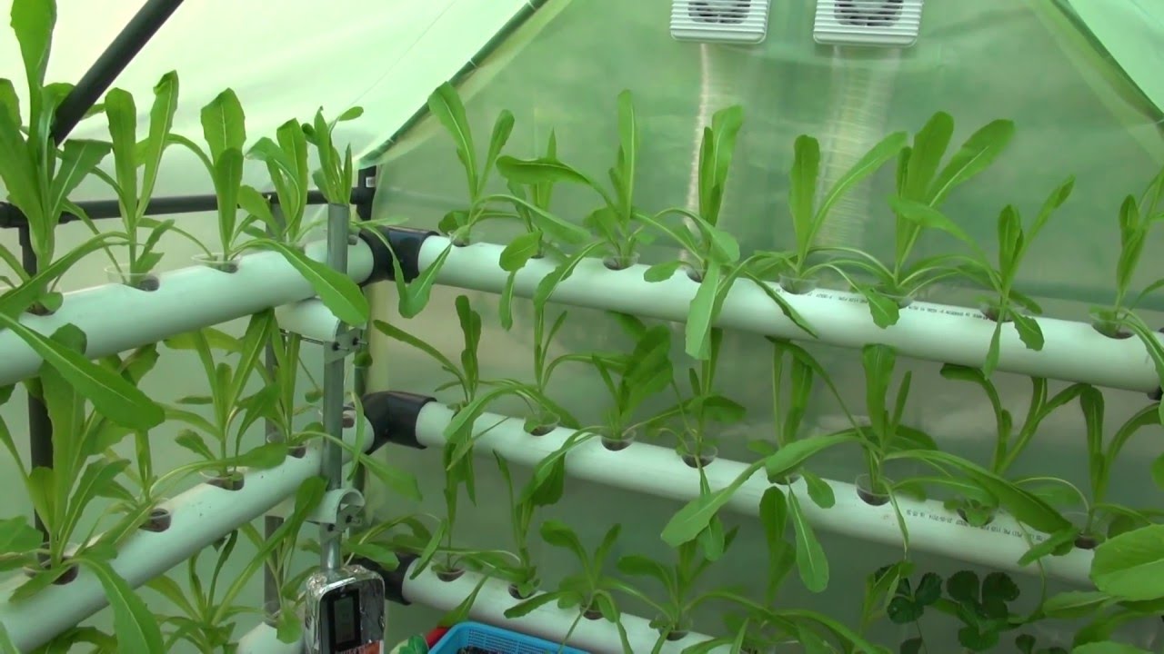 زراعة الأسطح مشروع المستقبل 2023 4 زراعة الأسطح