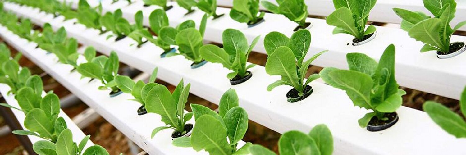 زراعة الأسطح مشروع المستقبل 2023 2 زراعة الأسطح