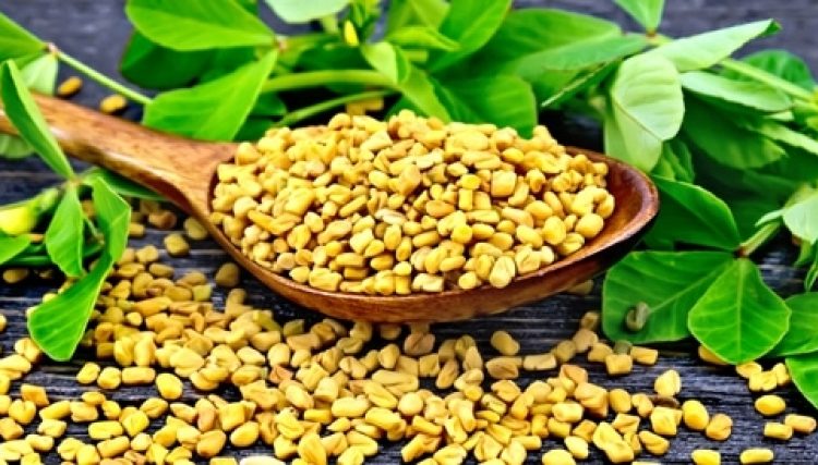 فوائد الحلبة التي لا تحصى تعرف عليها 1 فوائد الحلبة