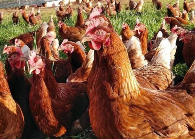 أسعار الدواجن اليوم الخميس 29 يونيو ثانى ايام العيد 1 345559201 789167012567126 4796751105152949976 n 611