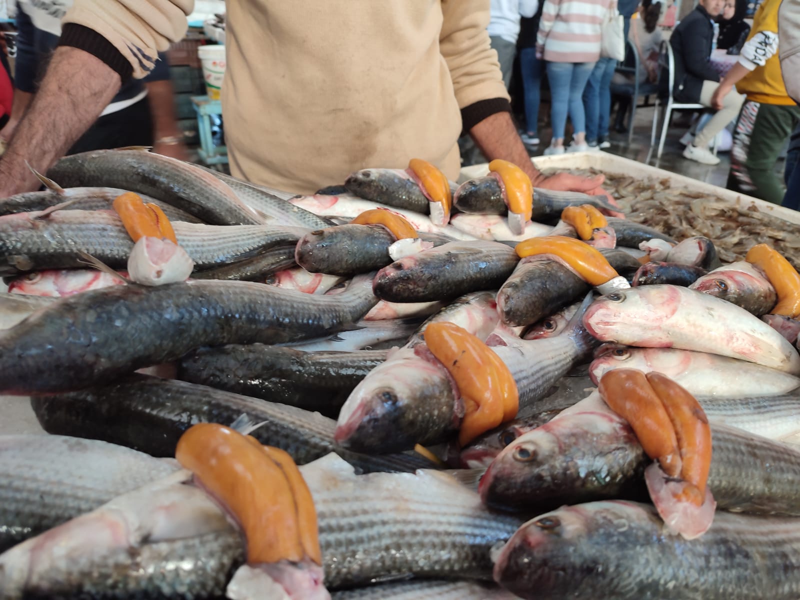 أسعار الأسماك والمأكولات البحرية 