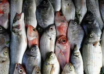 سعر السمك فى مصر اليوم 12 يونيو مع قرب عيد الأضحى