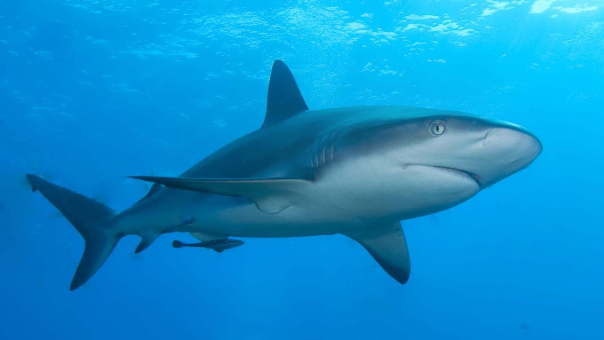 سبب هجوم سمكة القرش