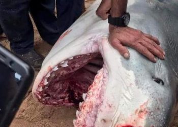 قرش حادث الغردقة