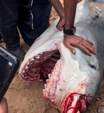 نقل قرش حادث الغردقة لدراسته واهتمام حكومي كبير 1 قرش حادث الغردقة