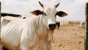 أغلى بقرة فى العالم