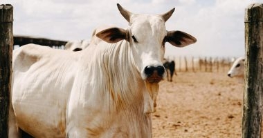إشي خيال يا ناس شوف أغلى بقرة فى العالم بالتفاصيل 1 أغلى بقرة فى العالم
