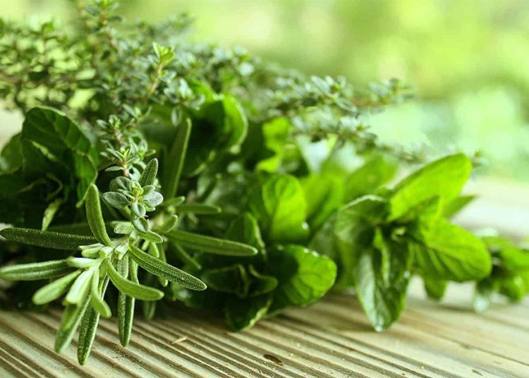 حلف البر العشبة السحرية لفقدان الوزن وخفض ضغط الدم 1 حلف البر العشبة السحرية