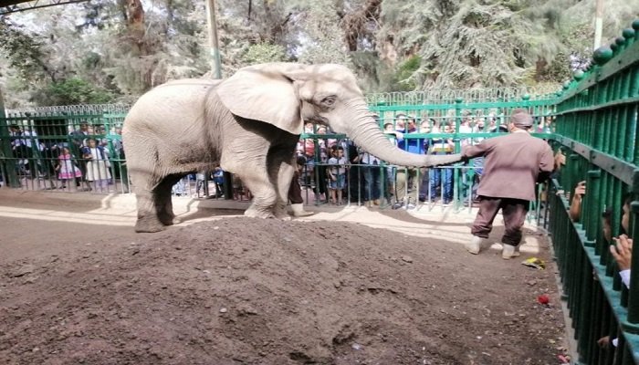 غلق حديقة الحيوان وصدمة للزوار لهذا السبب 3 غلق حديقة الحيوان3