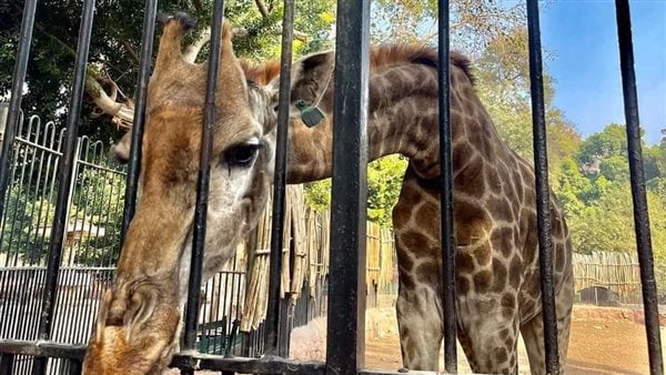 غلق حديقة الحيوان وصدمة للزوار لهذا السبب 2 غلق حديقة الحيوان7