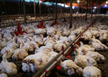 انخفاض سعر الدواجن اليوم 17|8 ومفاجأة فى ثمن البانية