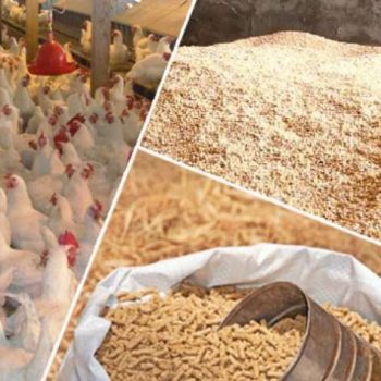 مفاجأة في سعر الفراخ اليوم 15 يونيو قبل العيد والبيض يرتفع مجددا 3 سعر الفراخ والبيض اليوم