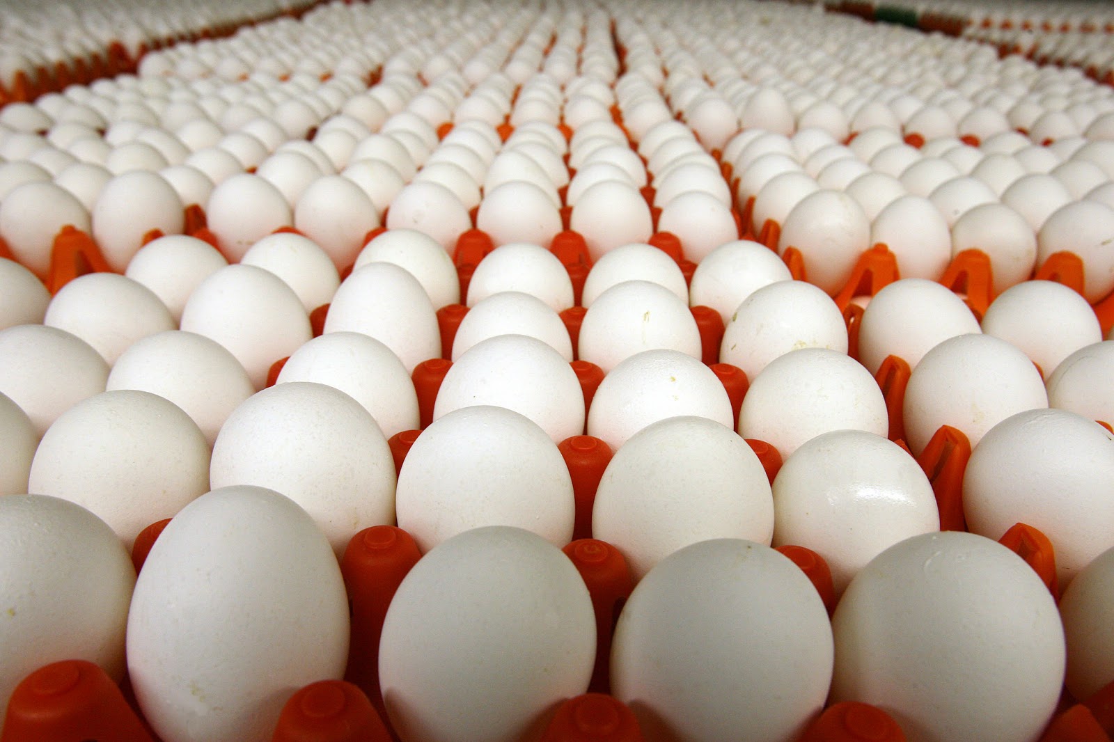 أرتفاع أسعار البيض