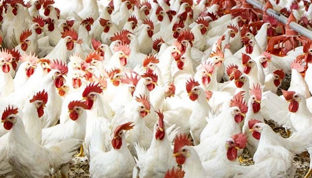 ارتفاع جديد في سعر الفراخ اليوم 6-10-2024 قربت على الـ100 جنيه وهذا ثمن كرتونة البيض 2 سعر الفراخ اليوم