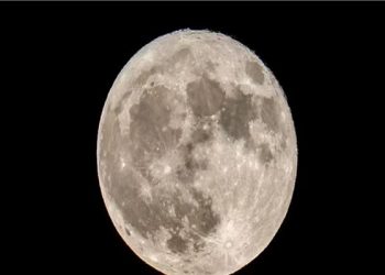 قمر الحفش العملاق