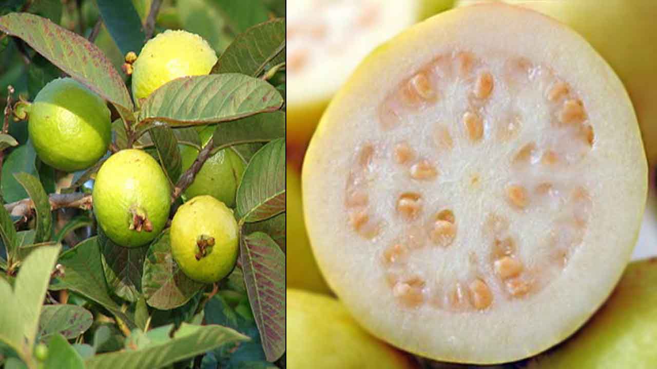 فوائد الجوافة للحامل 