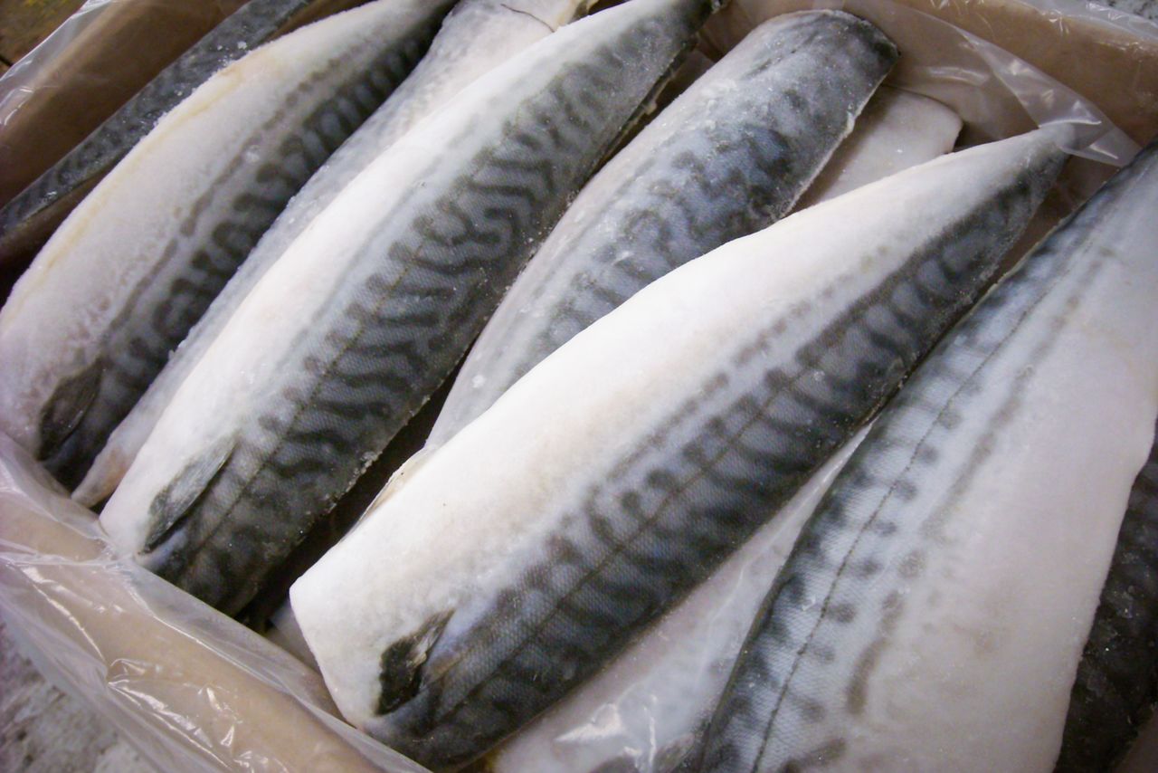 مادة سامة فى سمك الماكريل 