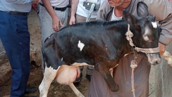 خالد منتصر عن البقرة المبروكة بالبحيرة عمرها 4 شهور كفاية جهل و هطل وهرتلة 2 خالد منتصر عن البقرة المبروكة