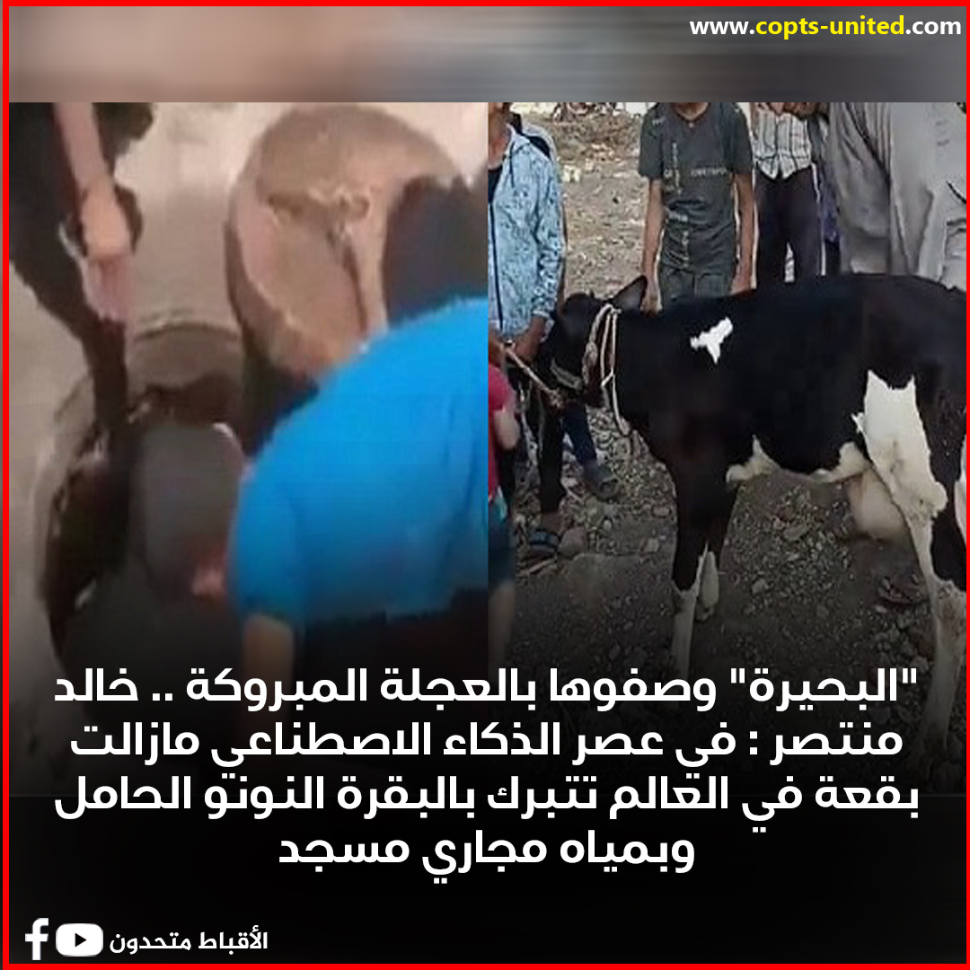 خالد منتصر عن البقرة المبروكة بالبحيرة عمرها 4 شهور كفاية جهل و هطل وهرتلة 4 خالد منتصر عن البقرة المبروكة