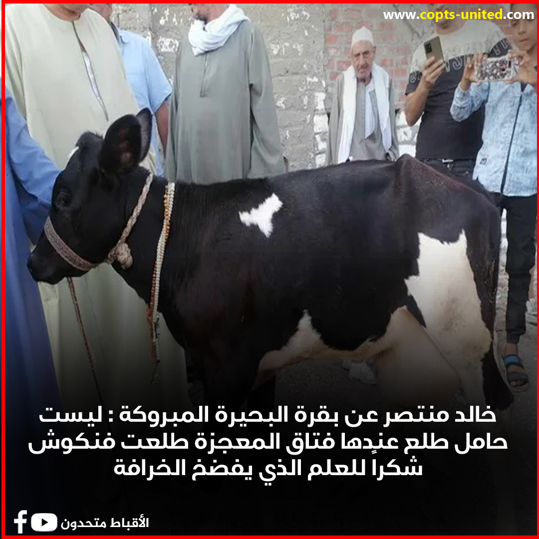 خالد منتصر عن البقرة المبروكة بالبحيرة عمرها 4 شهور كفاية جهل و هطل وهرتلة 3 خالد منتصر عن البقرة المبروكة