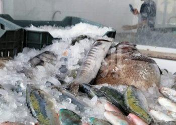 فساد الأسماك علامات لو وجدتها ابتعد عن شرائها