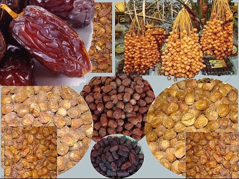 كيف يستفيد جسمك عند تناول البلح يوميًا 2 كيف يستفيد جسمك عند تناول البلح يوميًا