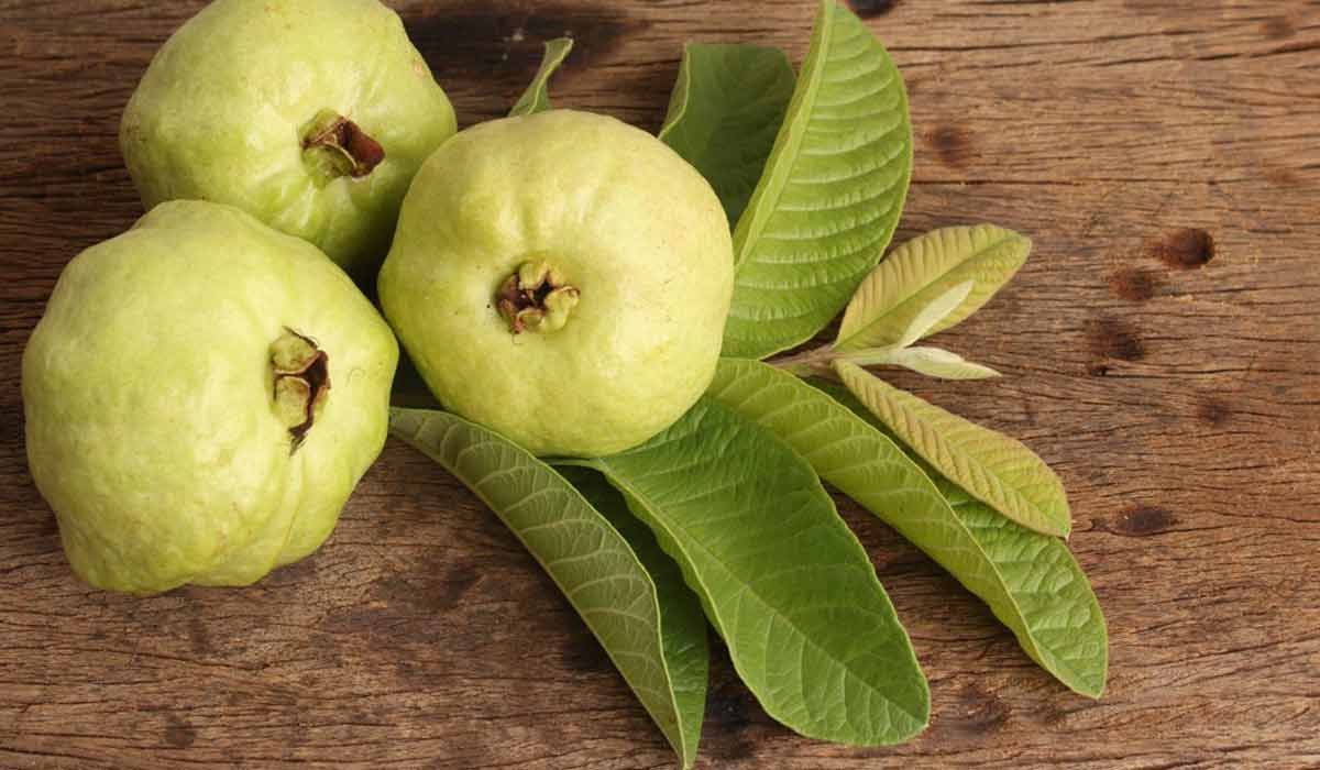 فوائد الجوافة للكبار