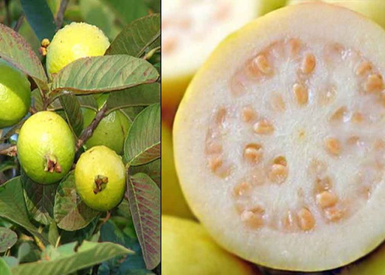 مش هتقطعي الجوافة من البيت تاني فوائدها غير متوقعة للأطفال والكبار 1 gwafa