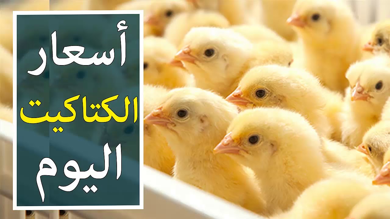 مفاجأة في سعر الفراخ البيضاء والبيض ببورصة الدواجن اليوم الجمعة 15 نوفمبر 2024 4 أسعار الدواجن البيضاء والبيض تستمر في الأرتفاع اليوم
