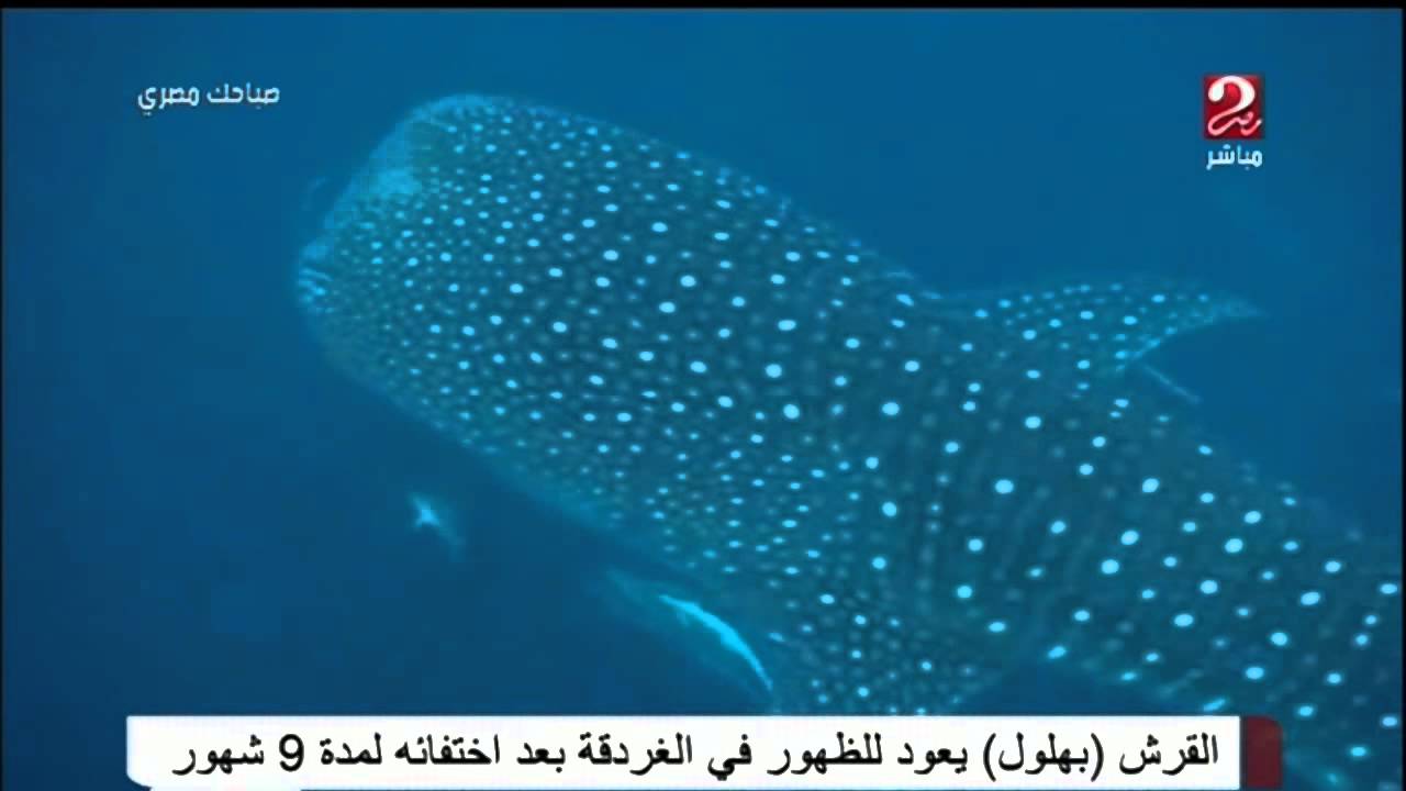 معلومات مثيرة عن القرش بهلول بعد ظهوره من جديد في الغردقة 3 معلومات عن القرش بهلول