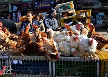 انخفاض مفاجئ في سعر الدواجن اليوم 8|10 شوف الكيلو وصل كام