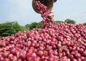 سعر البصل في هذا الموعد ينخفض 15 جنيه بعد حظر التصدير