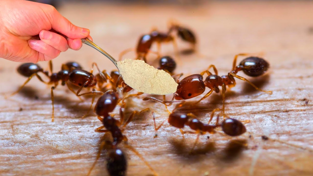 كيفية طرد النمل بشكل دائم من المنزل
