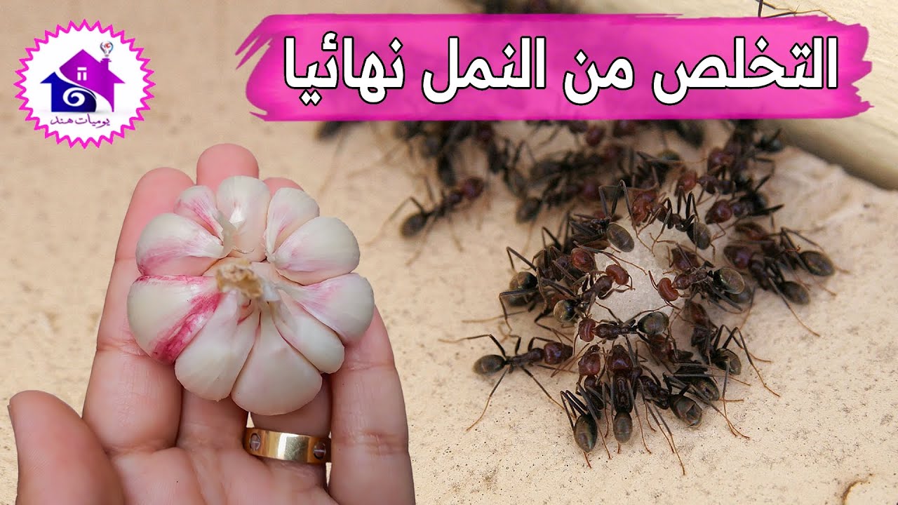أكثر من طريقة طرد النمل نهائيا من المنزل موجودة في مطبخك وصفات طبيعية 5 كيفية طرد النمل بشكل دائم من المنزل