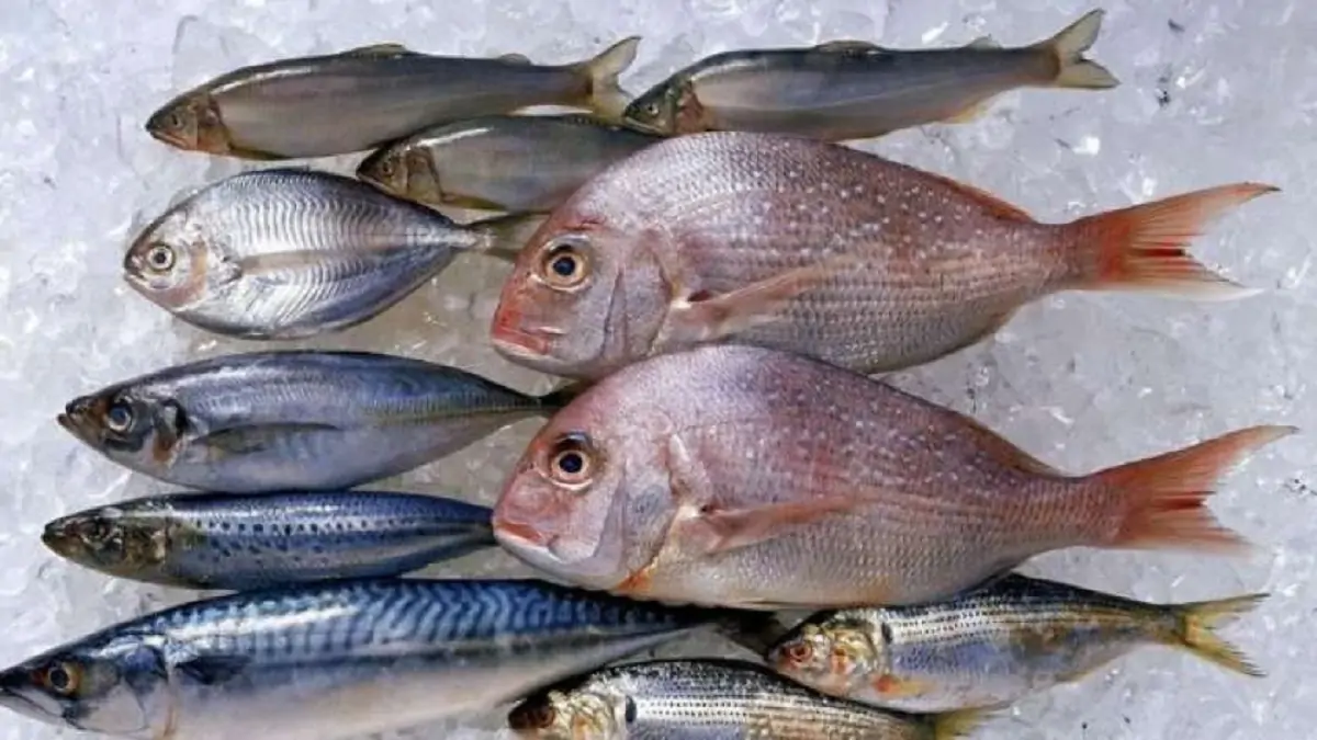 أسعار الأسماك فى مصر الیوم