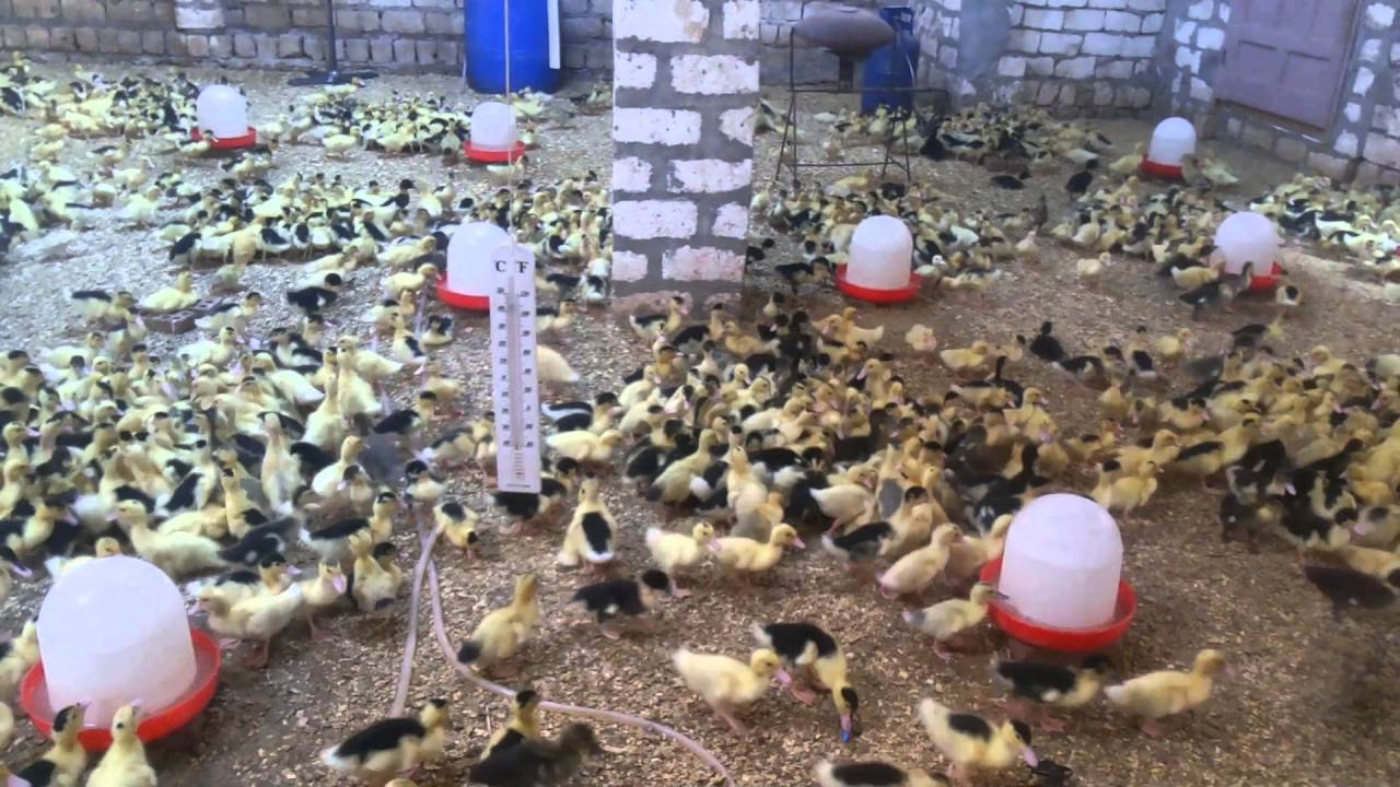 اعرف طريقة تنفيذه في منزلك مشروع مكسبه 50 ألف جنيه كل شهر 4 مشروع تربية البط