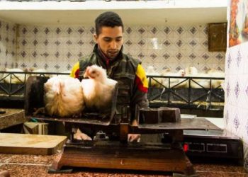 مفاجأة في سعر الدواجن اليوم 19 -12-2023 اعرف الكيلو بكام