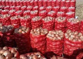 مصدر حكومى يعلن موعد انخفاض سعر البصل الكيلو هينزل الى 5 جنيه