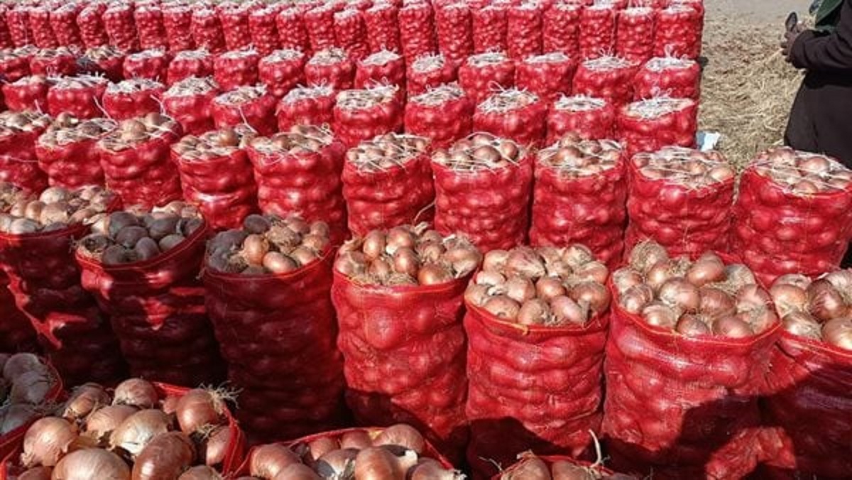 أشتري كيلو البصل بنص الثمن نقيب الفلاحين يزف خبر سار 4 345559201 789167012567126 4796751105152949976 n 593